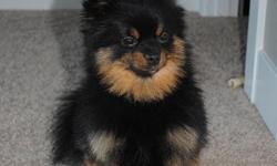 please if you have seen my dog call me hes a black and tan male pomeranian around 8lbs i will give a $500 reward for him. he was last seen on 136th Ave and 44th St. in Vancouver, WA