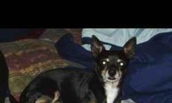 6yr old male Chihuahua, mostly black with brown legs and brown markings over his eyes with a white chest. Answers to Tupac or Tupie. Lost 10/26/10 around 33rd and Ave W in Lbk, TX. He is friendly but scared of people he don't know. Loves other dogs.