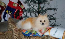 Lost 4-12-2011, east side of Lima, Warren Ave area. Light colored Male pomerain, answers to Bear. He is more than just a pet to us, was given to my wife to help her as she went through chemo treatments. We miss him so much, please help us find him and