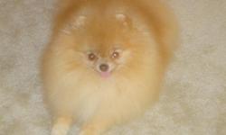 My Pomeranian has been missing from our home in the Menasha, WI area off of Midway Rd&nbsp;since June 30th, 2012. Please contact me if you notice a neighbor with a new pomeranian. He's very full coated (but less in summer months.) Your information will