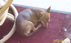 lost 7 month old male Teacup Chihuahua, green eyes, app. 5 lbs., light brown to medium brown sable.&nbsp;
He Is MISSED TERRIBLY! OFFERING A REWARD FOR HIS SAFE RETURN!!!!&nbsp;
LAST SEEN MONDAY NIGHT 11/26/2012 IN SAHUARITA, AZ AT 4225 E DAWSON RD WEARING