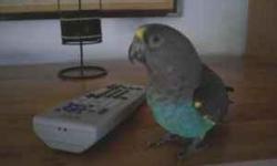 looking for a lost Meyers Parrot. she flew away on Friday 04jun. This was around Baymeadows and Old kings. Reward!!!!