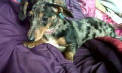 Lost miniature dachsund morning of 10/5/12 around Mayfield/Woodlake/Gaineswood. She is black and gray dappled with some tan and white markings.&nbsp; She weighs around 10 pounds and was wearing a pink collar. Please call () -.