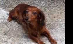 Lost 3/3/11 somewhere between Coral Springs and Homestead. She is Reddish/Brown with Black on the tips of her ears. She is VERY timid and afraid of loud noises. She suffers from an enzyme deficiency that requires daily medication and without it she will