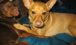 Brown male mini-pinscher/pomeranian mix missing from Southwyck Farms area since 8/12/11. His name is Oliver and is a small dog with a curled tail. Please call 434-793-0648 or email maxglass@verizon.net if found.