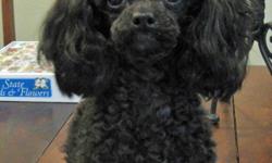 Lost female, black miniature poodle. weighs 5# and is very sweet. She is a very important family member. Please call 281-812-2667 or 713-306-4004 with any information