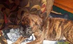 5 month old female brindle boxer beloved pet of my son near mt vernon and warren she is very big for her age she looks grown but still very much a puppy any information would be appericate you can cal me at 417 831 1220 and ask for joann thank you