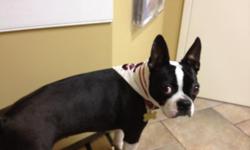 Reward: $250.00 Breed: Boston Terrier Weight: 18 Pounds Name: Molly Last Seen: October 11, 2012 City: Lexington State: SC Location: End of Old Cherokee Rd., Brady Porth Rd. and Porth Circle Contact: Clyde T. Cobb Contact PH. #: --