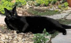 Have you seen Sirus?
He is a domestic short hair all black and very extra large male cat. 18lbs. or more!
He looks very much like a regal Panther or Egyptian statue.
He is nine years old, has very sharp claws, is neutered and chipped and was last seen