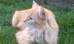 Long Haired cat missing. 12 pounds. Fixed male. Oranf tabby. Vocal.