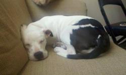 Lost pit bull terrier. She is white with brown spots and a pink collar. Got out 11/10/2010 around Fred Russo and Kaiser on the North East side of Stockton.