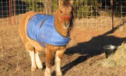 Magice is brown with four white socks, a white tail and white blaze on her haunches, she is wearing a red halter with brass fittings, lost on 12/26 at Prairie Road and Richmond in Glencoe Oklahmona. Please call 338-8109, she is 10 hands paint pony,