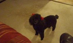 black female toy poodle. reward if found