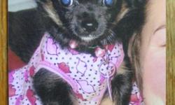 LOST PUPPY KARLIE 7/28 10 IN WEST YORK ...........IF FOUND PLEASE CALL 561-688-3970 THANK YOU !!!!!!!