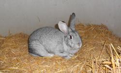 SHE IN VERY LOVED AND MISSED BY ALL OF US SHE IS VERY LARGE GRAY&nbsp;WITH WHITE BELLY SHE MUST HAVE SLIPED OUT OF HER PIN 11-8-12 ARE KIDS WOULD LOVE TO HAVE HER BACK AT HOME HER NAME IS BUNNBUNNS