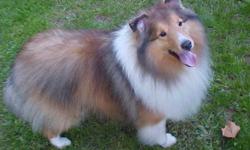 I AM A MALE(NEUTERED) SHETLANDSHEEPDOG-MY NAME IS NEMO AND I AM A HUGE COATED ORANGE SABLE & WHITE IN COLOR, WITH A HUGE WHITE COLLAR AND LITTLE WHITE ON MY NOSE. I AM FRIENDLY AND MICRO CHIPPED. I WAS LOST IN THE NW SIDE OF FT. WAYNE,IN. NEAR WASHINGTON