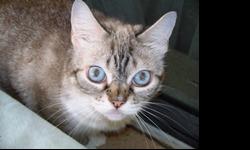 Small and dainty beige and white female cat, oriental shorthair/ragdoll type, with siamese markings on tail and face. M on forehead. Dearly loved by her family. Reward! Lost SW Ocala area Dec.22, 2010.