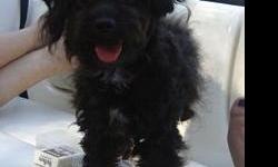 Our pet poodle was last seen on 06/09/12 and hasn't return home yet.. please contact us if you have seen this dog. Thank you!