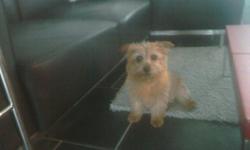 small brown/red terrier lost 8/20/12 in slidell on Lakeview drive near hwy 11 bridge. call -- reward 500.
Female, 10lbs, email: wvancourt01@yahoo.com
Please help locate her, she needs constant care !