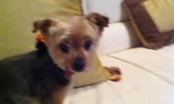 LOST SMALL DOG!!! YORKIE NAMED SCOOTER Please call Beverly at -- if you find him. He is a black and tan, 6 lb Yorkie, he has no teeth and his tongue hangs out. He looks like a puppy but is 14 years old and has liver cancer. He needs to be home. He escaped