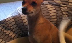 I will pay a $250 reward. for the safe return of my 6lb solid light brown, female, dear chihuahua on 4/20/11 about 8:30am-
LOST Near Desert View Elementary School. Ave H-8 and Lorimer Ave
She has microchip - Any Vet can scan her and get her back to us.
If