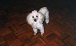 WHITE TOY POODLE MISSING FRIDAY NIGHT IN THE SHERWOOD FOREST SUBDIVISION. ANSWERS TO THE NAME "JACQUE." ABOUT 9-10 LBS. JACQUE IS 10 YEARS OLD AND VERY LOVING AND PLAYFUL. PLEASE HELP US BRING HIM HOME FOR CHRISTMAS. Call Jackie at 225-603-2986 with info.