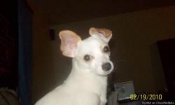 MY WHITE/BLONDE MALE CHIHUAHUA HAD GOTTEN OUT AT THE SIEGEL SUITES ON BOULDER HWY ACROSS FROM THE 4 MILE BAR. HE WAS WEARING A RED HARNESS, HIS NAME IS BOO-BOO. PLEASE IF YOU HAD COME IN CONTACT WITH THIS LITTLE GUY HE IS VERY EASY TO GET ATACHED TO. SO