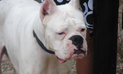 we lost our family babay who is a White Boxer Dog named Jacob in houston street in Tyler tevas on Dec 21 2010.
please call 1-856-258-6572 with any info.