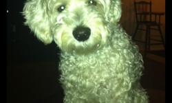 My dog went missing around 2am by stockdale/California he is a 15 pound poodle mix with a blue collar