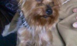 Lost small Yorkie in Dacula Ga on Dacula Rd near Hebron Christian Academy. His name is Winston and he is about 3-4 pounds. He was lost on Sunday August 12th at 9:00am. Please help us find him. If you see him please call --, or -- and --. Thanks