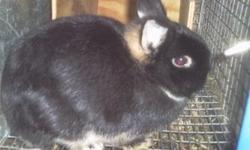 I will have lots of litters of rabbits for fair this year at warren county fair in Lebanon, Ohio July 18-24. www.warrencountyfair.org. All Stock Is Fully Pedigreed And Come From Great Lines!! Depending on what breed you want prices vary. $15.00 + Breeds i