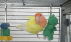 &nbsp;
about 10 month old peach faced love bird.
includes cage, toys, food, and easy clean tray sheets for bottom. Cage, has play area on top with perch, easy clean slide out tray.
she likes music and cuddling on shoulders.
she has a mirror, 4 toys, and a