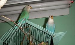 Beautiful pair of peachface lovebirds!!!!.....8 months old .....they sing a beautiful song!!!
$75.00 for the pair...thank you for the interest!!!!!