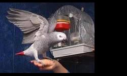 these african grey parrots are cute and good looking they love to play with children and other pets they love going out of their cage and play with kids and they will make you always happy because of the way they love to sing so for more details contact