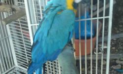 we have a baby blue and gold macaw he dose talk and will let me hold him he plays games and dose not scream he is fun to have but do to i have cancer i must re home him he is very beautiful you can email me at spititwalking123@yahoo.com or call