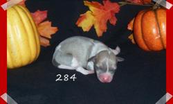 We have 7 gorgeous IG female puppies!! They all will be ckc reg., vet checked, wormed and utd on shots. Check out www.pomsource.com or call 217-491-6971 Thanks