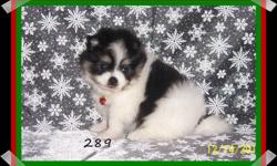 We have several lovely Pom puppies that are almost ready to go, our website is www.pomsource.com or call Carol at 561-357-7000 Thanks and Merry Christmas!!