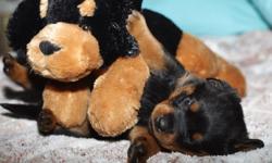 &nbsp;cute rottweiler puppies looking for a loving and caring family that can take good care of them.they are akc registered and comes with all health papers. so if interested,contact me for more details and pictures.