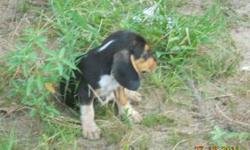 MAGGIE'S FEMALE 1 IS A BEAUTIFUL LITTLE AKC REGISTERED FEMALE BORN ON MAY 16, 2011 AND IS OUT OF FIELD CHAMPION BLOODLINES. HER SIRE IS OUT OF FC CLEAR-CUT GUS,D&W'S TURBO,NIP OTIS AND JUNCTION HILL SKIP AND HER DAM IS OUT OF FC L&F DEADLY