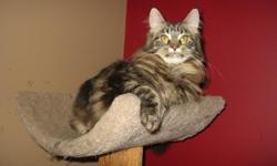 Three beautiful Maine coon females available . All are very delighful personalities. Mom and Dad are on site. Mom is a CFA champion . Their birthdate is July . They are VERY PLAYFUL and FUN . We will discount 100 if two go to the same home . If you have