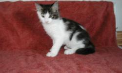 We have Maine Coon Kittens in a variety of colors, we have brown classic tabbys, brown tabby and white, we have calico tabby kittens. All of our kittens are purbreed, pedigreed maine coons from show cat lines, with Grand Champion and award winners in the