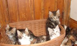 CFA. Home raised. Champion lines. First shots, litter trained and ready to go to a new home.
Health guaranteed. Maine coon are known for thier large size and beauty. But their social pesonalities and intelligence is what makes everyone fall in love with a
