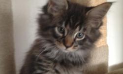 Maine Coon kittens eight weeks old. If you want to come by to pick out your kitten please e-mail me. They are purebred but come without papers so that is why they are half-price of a normal purebred. We have four males and one female! All with beautiful