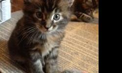 CFA Registered Maine Coon kittens, raised under foot. First shots, wormed and vet check included.