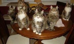 Three beautiful Maine coon females available . All are very delighful personalities. Mom and Dad are on site. Mom is a CFA champion . Their birthdate is July . They are VERY PLAYFUL and FUN . We will discount 100 if two go to the same home . If you have