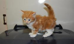Maine Coon Kittens For Sale
Westchester Puppies specializes in the sale of healthy puppies and kittens from certified breeders, with whom we have enjoyed long-standing relationships. Our puppies are home-raised and responsibly bred for temperament and