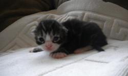 I have 8 half Maine Coon kittens for sale. Father is a purebred Maine Coon, mother is a domestic short hair with double paws. All kittens are double pawed, 4 males, 4 females. There are brown mackerel tabbies and brown classic tabbies...some have white