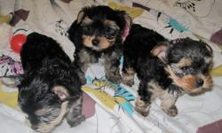 Home raised Yorkie puppies. Super adorable!with papers. 2 boys and 1 girls available. Very healthy, active and loving. Potty trained. tail docked. first set of shots and dewormed. Perfect little bodies. Boy $300. Girl $320. Hurry up to make an appointment
