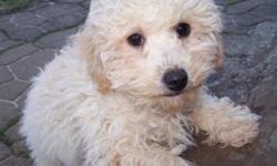 Male Bichon Frise/Poodle mix pup. dob 9/9/10. Located in Grannis, Ar. 561-688-3521