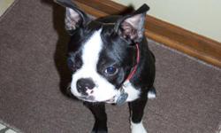 Nash is a ten month old male Boston Terrier. We found out recently that he is deaf. We do not have the time it would take to train a deaf dog. He is very lovable and sweet.